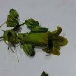 Image result for Cybistax antisyphilitica