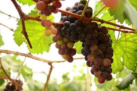 Nick augostini type of project: Kwang S Grape Tomato Farm Cameron Highlands Malaysia Always Travelicious