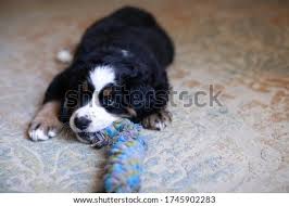 The bernese mountain dog (german: Shutterstock Puzzlepix