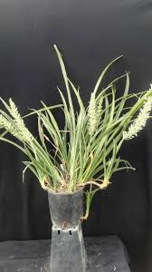 Image result for Sansevieria dooneri
