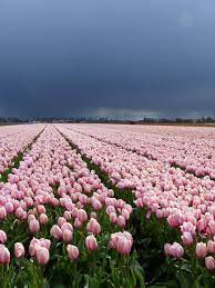 Netherlands Flowers Tulips Nature Bloom Netherlands Flowers Tulips Nature Bloom Flowers Photography Tulips Flowers Beautiful Flowers