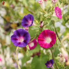 Image result for Ipomoea ommaneyi