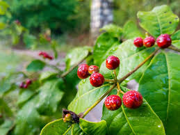 Image result for Rauvolfia mombasiana