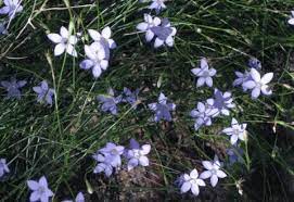 Wahlenbergia stricta, the australian bluebell, tall bluebell or austral bluebell, is an australian wildflower from the campanulaceae family. Wahlenbergia Communis