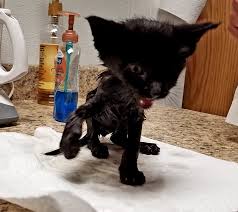 No one really knows i chose to be more aggressive with force feeding him nutrical and water/pedialyte because i wasn't. Kitten Dehydration Thecatsite