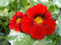 Image result for Nasturtium