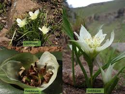 Image result for Colchicaceae