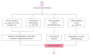 hepatitis viruses and non hodgkin s lymphoma a review