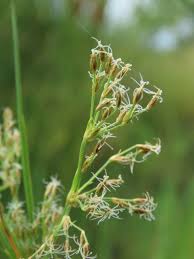 Image result for Fimbristylis complanata
