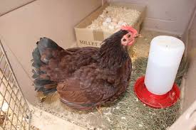 Umur berapa ayam petelur mulai bertelur/berproduksi? Inilah Prospek Bisnis Ayam Petelur Studentpreneur Media Bisnis Ide Bisnis Bisnis Anak Muda