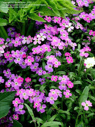 Image result for Malcolmia maritima