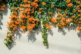 It's a market that is rife with scams. Trailing Succulent Plant With Orange Flowers Stock Photo Picture And Royalty Free Image Image 66774743