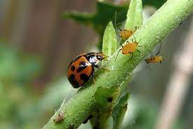 It relies on predation, parasitism, herbivory, or other natural mechanisms, but typically also involves an active human management role. Alternatives To Pesticides Pesticide Use In Farms