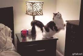 Night Night Imgur Cute Cats Cute Animals Cats