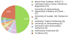 Image result for Bridelia brideliifolia