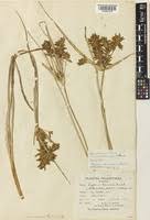 Image result for Pycreus nitidus