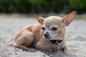 Dora The Chihuahua Catching Some Sun At The Beach Cute Chihuahua Chihuahua Love Chihuahua