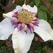 Mind, i used to be like that about roses too, so i suppose there is hope for me yet. Clematis Viennetta Evipo006 Clematis Viennetta In Gardentags Plant Encyclopedia