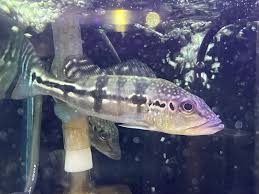 ひごペットクラブ アクア館