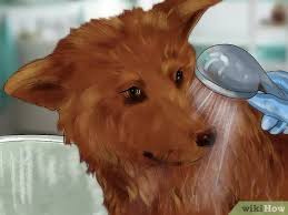 Er wedelt dabei auch eigentlich immer mit dem schwanz. Hundegeruch Aus Dem Teppich Herausbekommen Wikihow