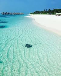 For that reason, people may not get to visit, and many more don't know too much about it beyond the fact that it's a gorgeous paradise and beautiful plac. Coco Palm Dhuni Kolhu Maldives Photo Nasruali Maldivesislands Vacation Beach Beachday Stingray Beauty Maldives Island Maldives Destinations Maldives