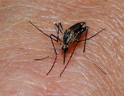 Explore the common and less common causes—they may help you prevent contracting malaria. Malaria Causes