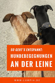 Hundebegegnungen An Der Leine Entspannt Meistern Hunde Hunde Erziehen Welpen Erziehen