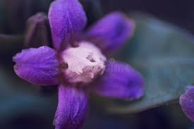 Image result for Raphionacme hirsuta