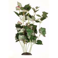 Image result for Trapa natans