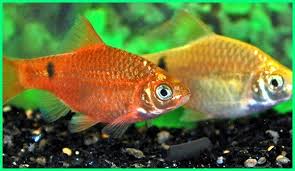 10 Ikan Hias Paling Mudah Dan Cepat Berkembang Biak Dunia Fauna Hewan Binatang Tumbuhan Aquarium Air Tawar Ikan Hewan