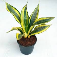 The snake plant has been a very popular houseplant since victorian times, when londoners were today, snake plants are often said to thrive on neglect. Buy Sansevieria Trifasciata Golden Hahnii Snake Plant Succulent Plant