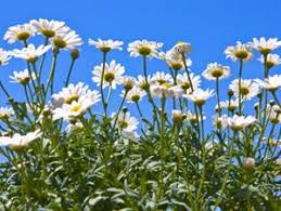 Du cœur du printemps jusqu'en fin d'été selon la variété, surgissent des tiges feuillées. Marguerite Plantation Entretien Et Floraison