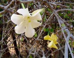 Image result for Ochna macrocalyx