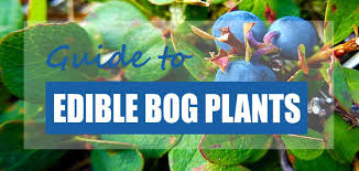 You'll find zone 7 bushes and shrubs in all sizes, from groundcover to small trees. List Of Edible Bog Plants Top 6 Species Pond Informer