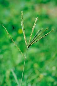 Image result for Eleusine