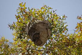 Wasp nests inside the walls can be significant and bulky. Protect Bees Prevent Stings How To Keep Wasps Out Of Your Garden Ecrotek