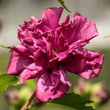 Flowers in mid summer followed by small berries. Hibiscus French Cabaret Red Flowering Bush Free Uk Delivery