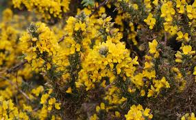 Tous nos arbustes à floraison parfumée et fleur jaune au meilleur prix sur in my french garden : Ajonc Ulex Europaeus Arbuste Du Bord De Mer Plantation Culture