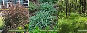 Image result for Gilgiochloa