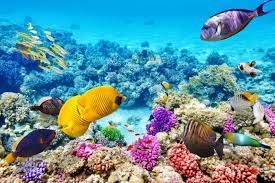 10 Natural Wonders To See Before They Re Gone In 2021 Great Barrier Reef Great Barrier Reef Snorkeling Barrier Reef Australia