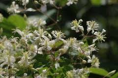 Image result for Clematis dolichopoda