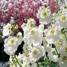 Image result for ostruhatka