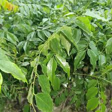 Image result for Erythrophleum