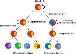 The nature of stem cells. Stem Cells A Trek From Laboratory To Clinic To Industry Sciencedirect