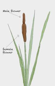 Image result for Typhaceae