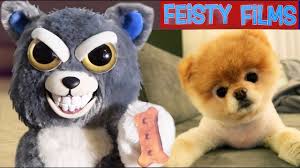 Feisty pets | feisty films. Feisty Pets Vs Real Animals Compilation Vol 1 Youtube