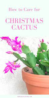 How To Care For Holiday Cactus Aka Christmas Thanksgiving And Easter Cactus Natalie Linda Easter Cactus Cactus Care Holiday Cactus