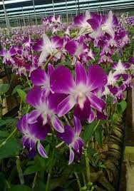 Orchid Flower Farming In India Orchid Flower Flower Garden Orchids