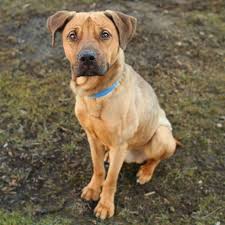 Pitbull Terrier Mix Black And Brown Pin On For The Love Of Dogs