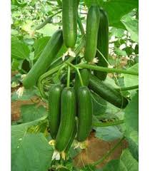 Hibrit Hiyar Salatalik Tohumu Erken Guz Gec Bahar Yaz Girdap F1 Hibrit Tohum Organik Bahcecilik